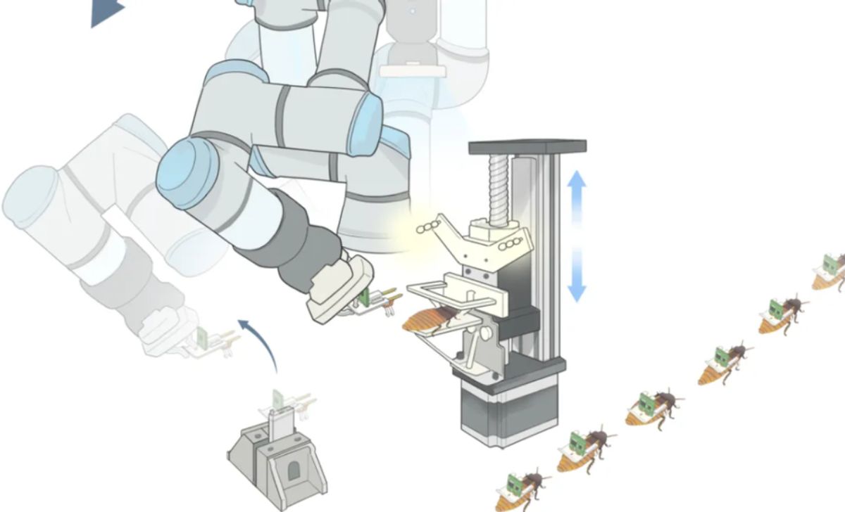 Peneliti NTU Singapura Ciptakan Kecoak Cyborg dalam Waktu 68 Detik 1